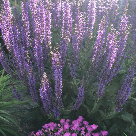 Meet your Posher, Hibba - Picture 1 of 1